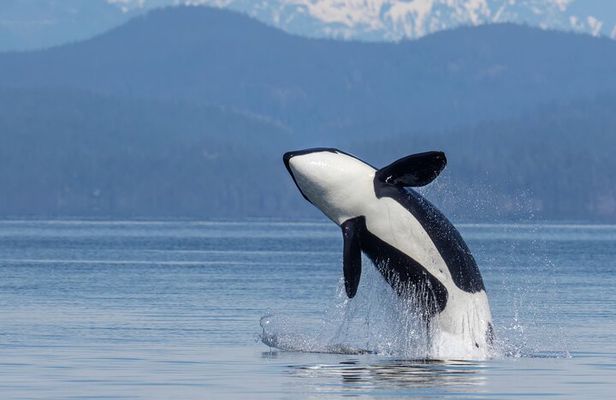 6 Hour Whale Watching Tour With Lunch Included