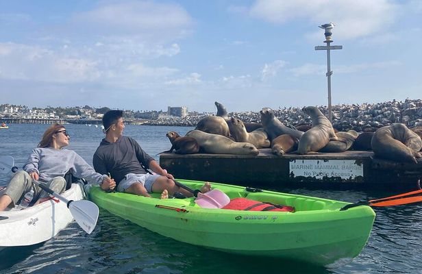 Kayaking with Sea Lions in a Calm Beautiful Harbor