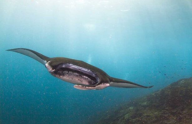 Nusa Penida 3 Fun Dives Boat Trip (For Certified Divers)