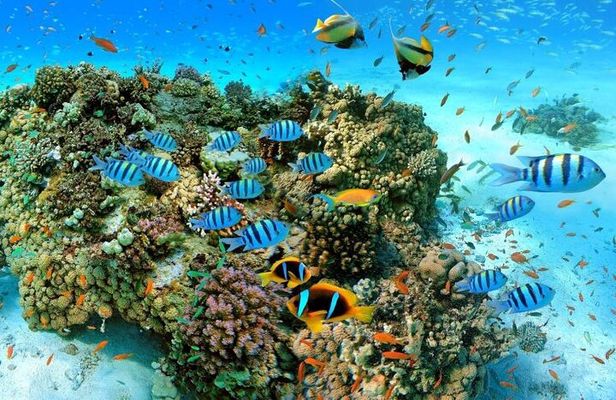 Sharm El Sheikh: Ras Mohammed and White Island VIP Boat Sea Trip