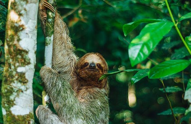 Sloth Tour in La Fortuna and Tortillas Cooking Class