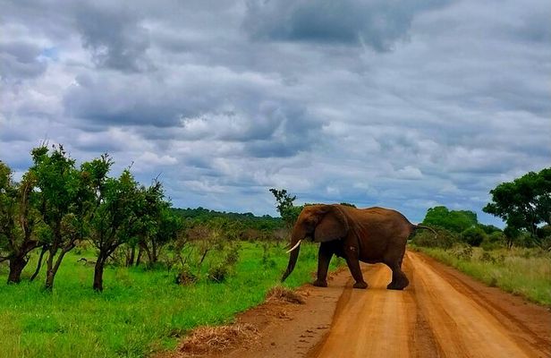 Kruger Park Full Day Guided Safari