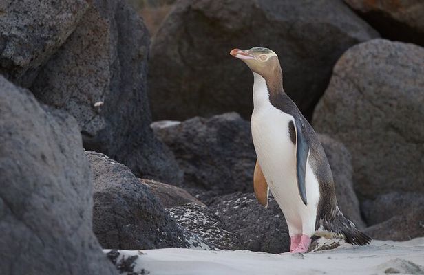 Clearwater Wildlife - Small Guided Tours (10 max) Otago Peninsula