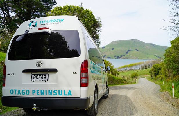 Clearwater Private Penguin & Wildlife Tour from Port Otago (5hrs)