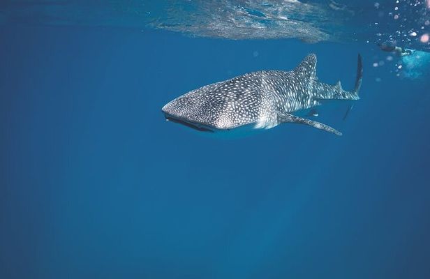 Whale Shark Snorkeling in La Paz