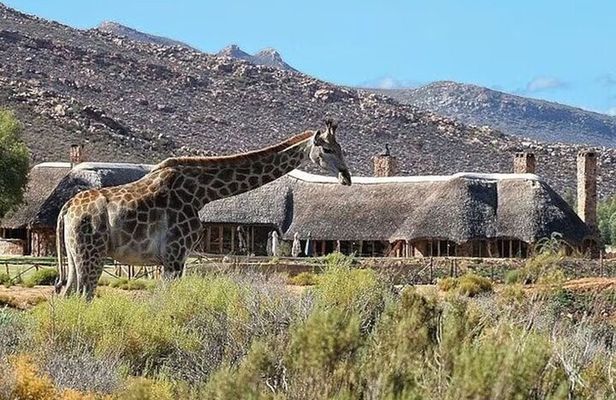 Aquila Big 5 Safari and Wine Tasting Day Tour – From Cape Town