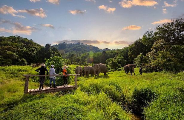 2 Hours Phuket Ethical Elephant Nature Park Visit