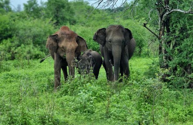 Yala safari from Galle / Unawatuna / Waligama / MIrissa / Matara