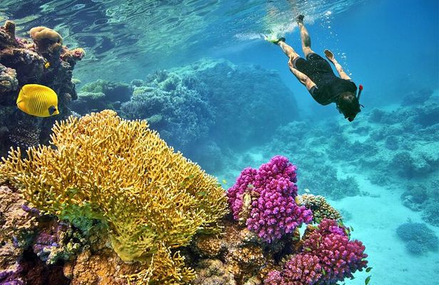 Full day Snorkeling and Diving Boat Trip in Tiran Island