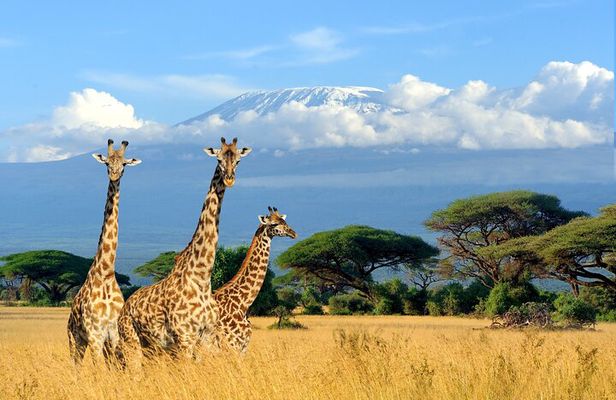 2 Days Amboseli National Park Safari Escape with Kentau