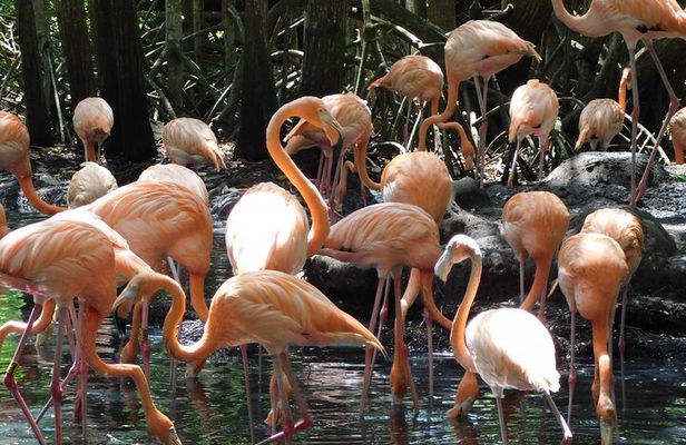 Full Day for Bird Watching with Visit to Isla Baru