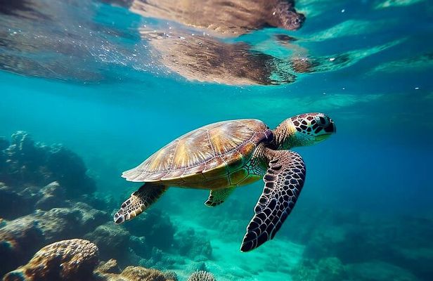 Private Tour Tulum Tortugas Cenote Beach All Inclusive