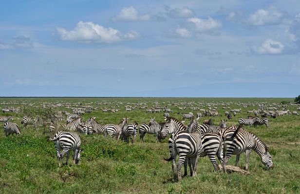 6 Days Serengeti Classic Safaris Odyssey in Tanzania