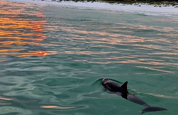 Guided Sunset and Dolphin Cruise Non Private in Destin, FL