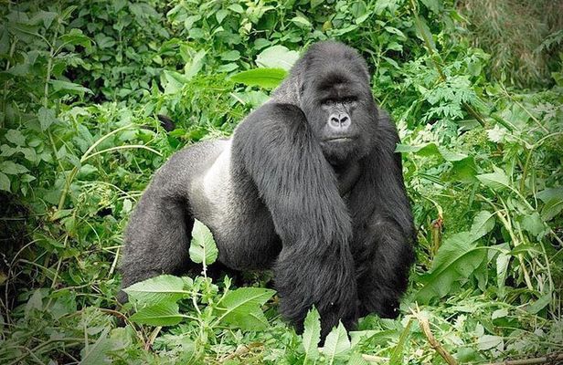 3 Days Gorilla Trekking Safari to Bwindi Impenetrable NP Uganda