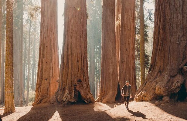 Sequoia & Kings Canyon Two Day Private Tour and Hike