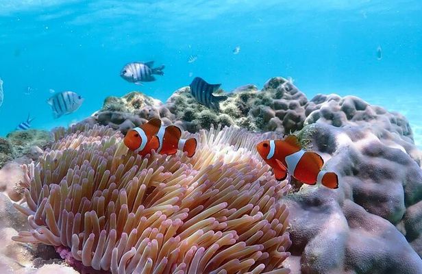 Pattaya : Finding Nemo Snorkeling Tour by Private speedboat