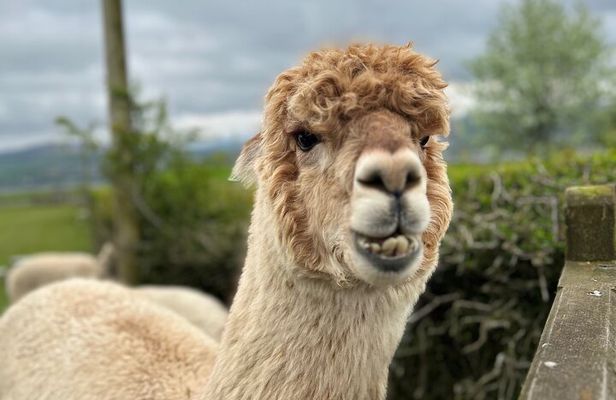 Highland Cows, Walk Alpacas & Scottish Wildlife Centre from Edin.