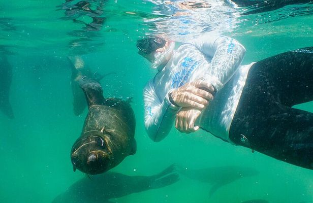 Swim with the Seals in Plettenberg Bay