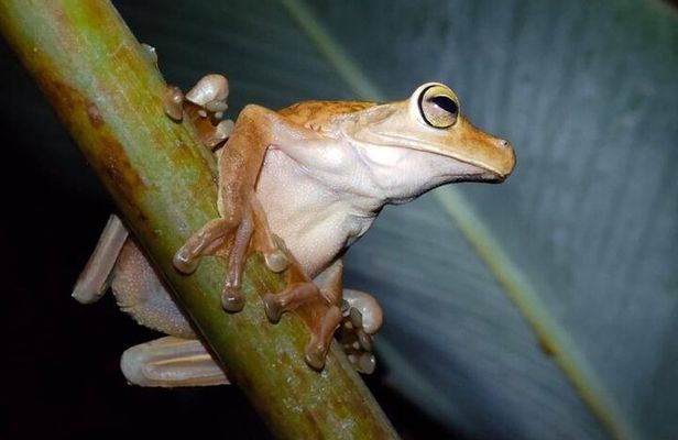 Manuel Antonio Night Jungle Tour