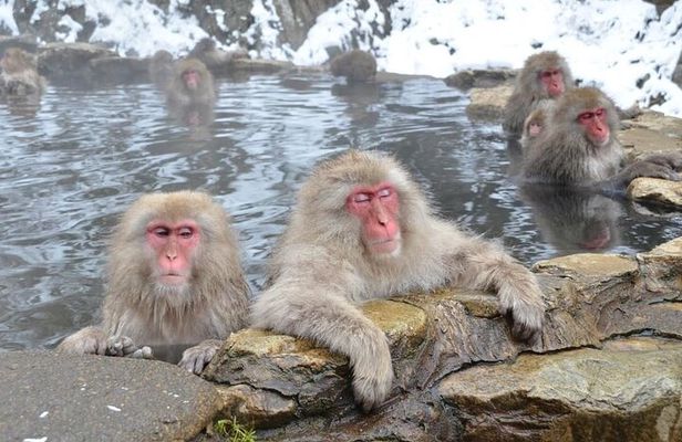 Day Trip Snow Monkey in Nagano from Tokyo by bullet train