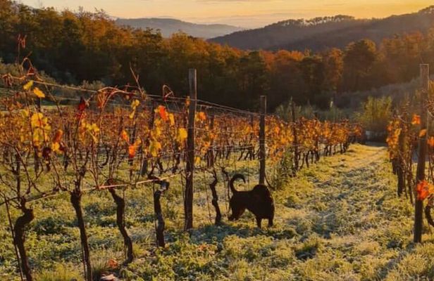 Honest Wines- Wine tasting at Cantina Biagiotti
