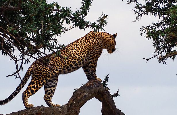 3 Days and 2 Nights Adventure in Masai Mara
