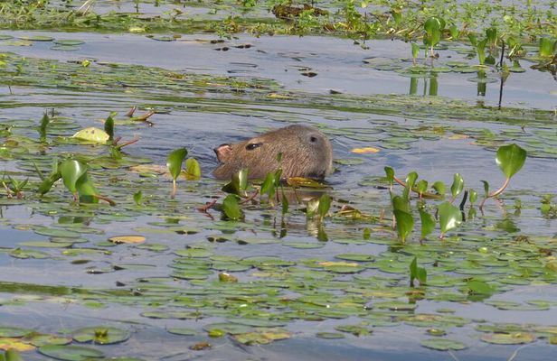 Connect with the nature of Iberá on a private tour