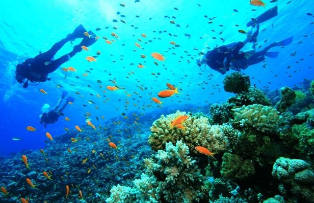 Diving Tour with Lunch 