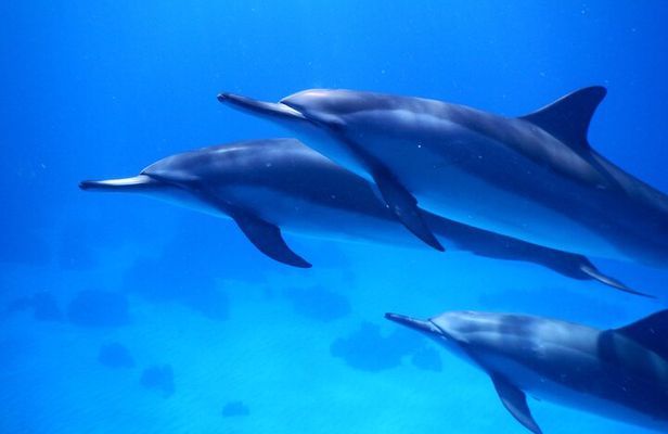 2-Hour Dolphin Watching and Double Reef with Snorkel in Hawaii