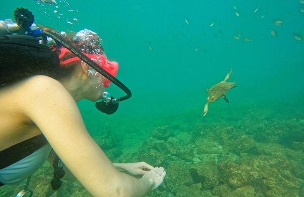 From Abu Dhabi: Try Diving experience and Snorkeling in Fujairah