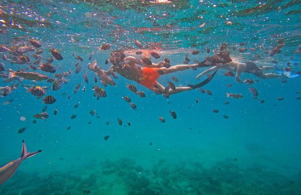 Private Snorkeling with turtles with BBQ food