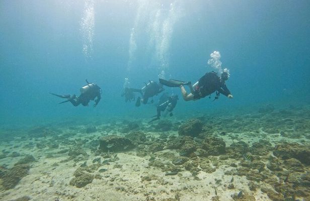 From Abu Dhabi: 2 Dives for Certified Divers in Fujairah