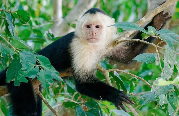 Lake Sandoval Wildlife Adventure in Tambopata National Reserve