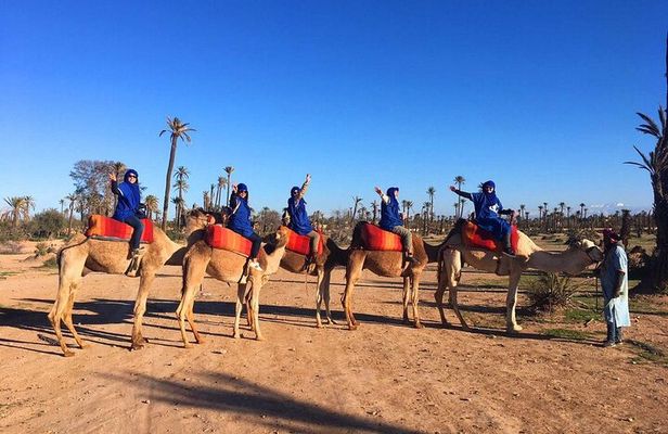 1 hour Shared Camel Ride in Palmeraie