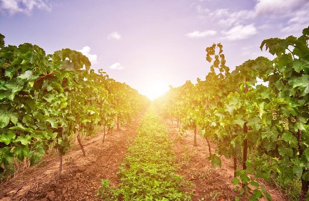 Half-Day Private Niagara County Wine Tour Experience