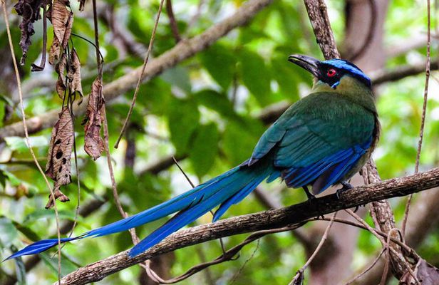 Birding route to learn about nature, Salento