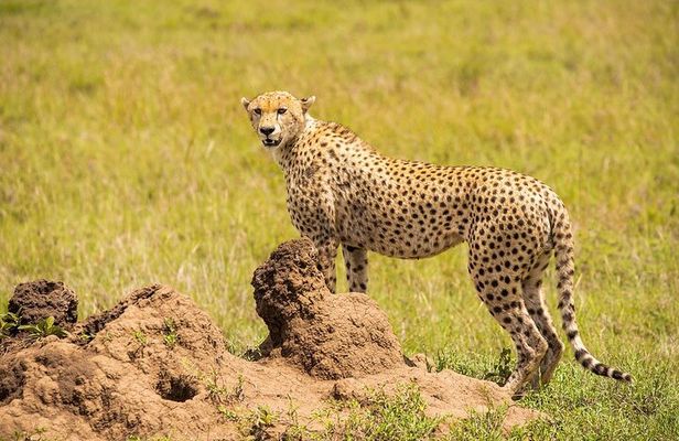 Private 7 Days Classic Safari Tour in Tanzania