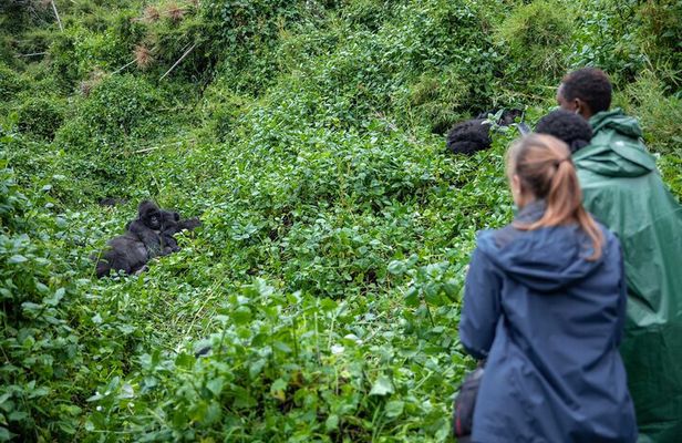 5 Days Gorilla and Chimpanzee Trekking in Uganda