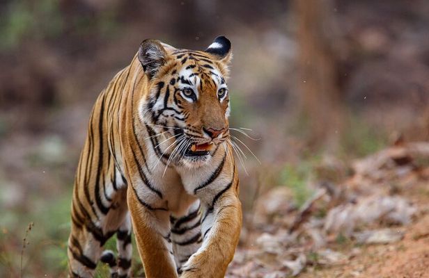 Thrilling Jeep Safari in Jim Corbett National Park with Guide