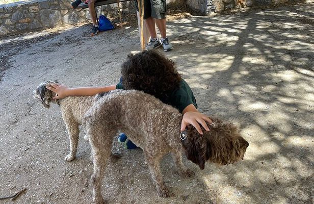 Truffle Hunting, Culinary & Wine Celebration from Heraklion