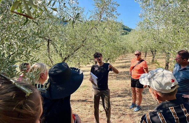 Guided tours of the olive grove with oil tasting.