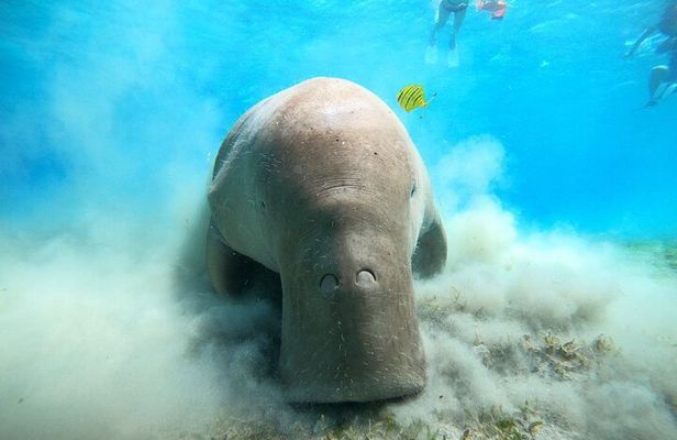 Snorkeling Boat Trip with Dugongs and Turtles in Marsa Alam