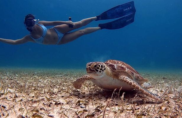 Aruba Turtle Snorkeling Private Tour with Underwater Footage
