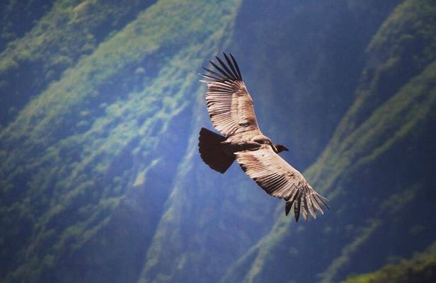 Flight of the condor