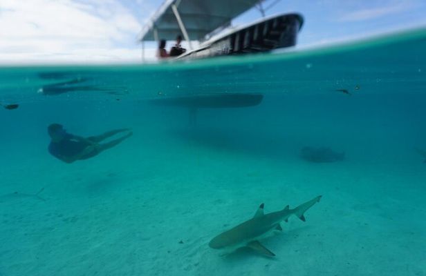 Lagoon Exploration and Snorkeling in Moorea