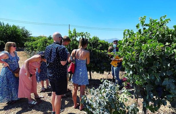 Athens Wine Tour with Wine Expert