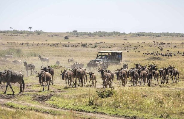 5 Days Tour Tsavo East and West Amboseli from Nairobi