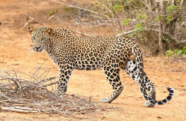 Yala Half Day Safari from Hambantota Port Shore Excursion