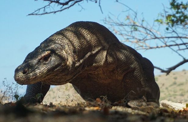 One Day Tours Komodo - Padar Island